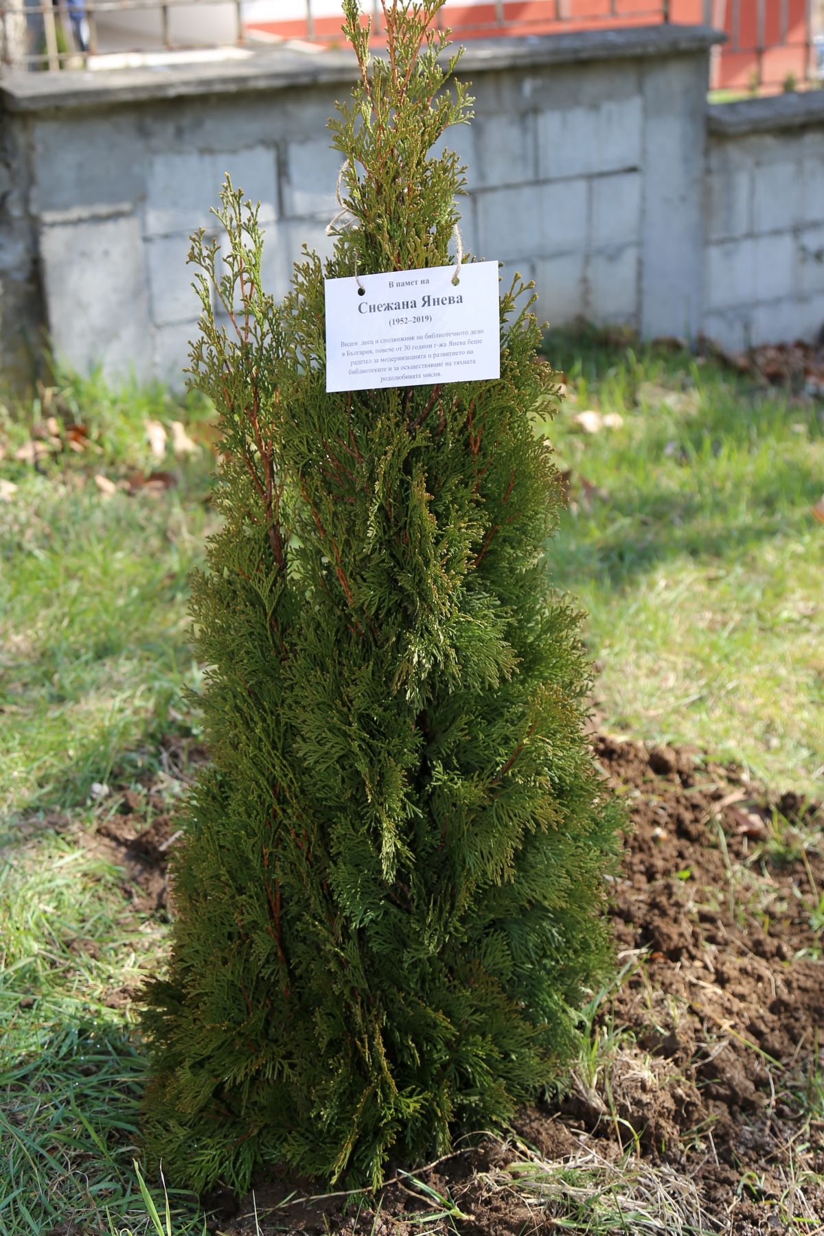 Кипарис 2